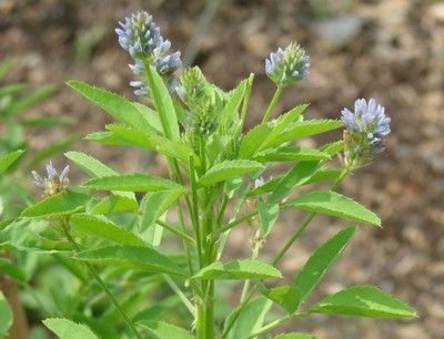 Schinduf sau iarba de ciuperci - plante spinoase