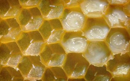 Бджолине маточне молочко від раку все про користь цього продукту