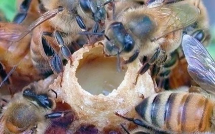 Бджолине маточне молочко від раку все про користь цього продукту