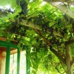 Pergola за грозде с ръцете си като беседка, описание, видео