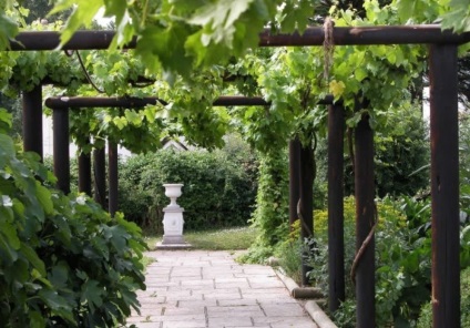 Pergola szőlő a kezüket, mint egy pavilon, leírás, videó (kezével) Pergola szőlő a kezüket, mint egy pavilon, leírás, videó