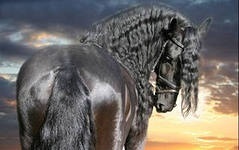 Pleykast „lovak egy isten”