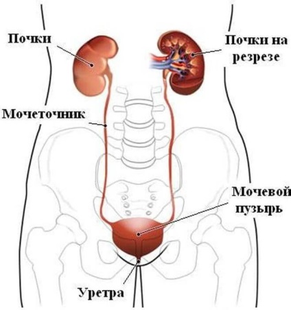 Tratamentul pietrelor de rinichi în Ayurveda