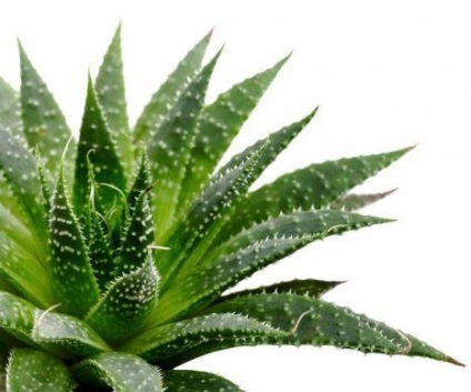 De ce aloes putreaza frunzele ca sa pastreze aloe vera in acest caz