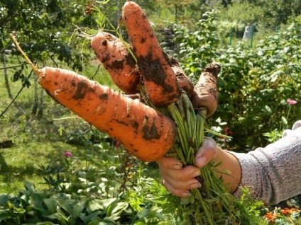 Чому у багатьох городників погано сходять насіння моркви