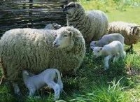 Чому важливо доглядати за копитами овечок