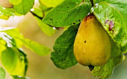 Чому жовтіє листя у груші - основні причини