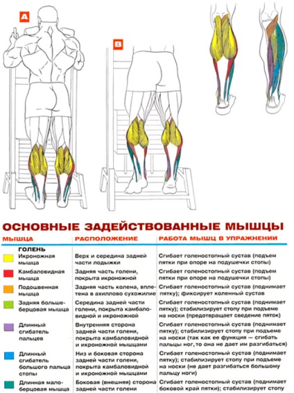 Підйом на шкарпетки стоячи