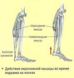 Підйом на шкарпетки стоячи 1