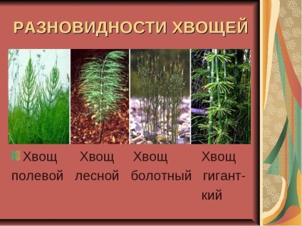 Польовий хвощ при аденоїдах у дітей відгуки