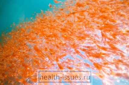 Proprietăți utile de krill, blog despre un stil de viață sănătos