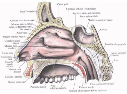 Cavitatea nazală, anatomia în imagini