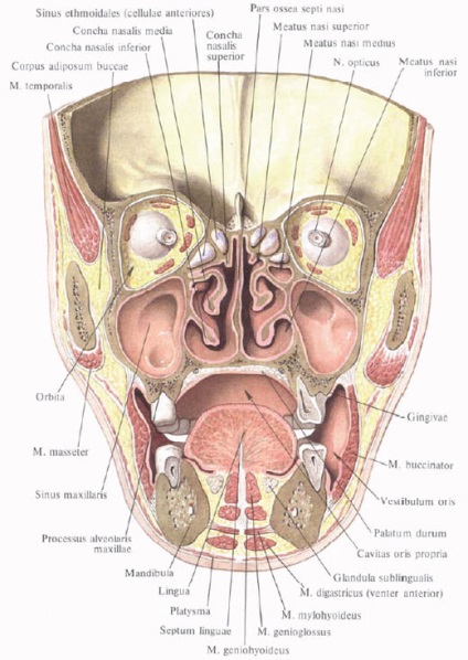 Cavitatea nazală, anatomia în imagini