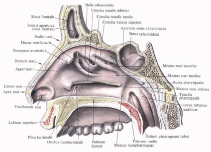 Порожнина носа, анатомія в картинках