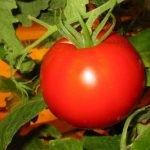 Tomat, fermă cu fracțiune de normă