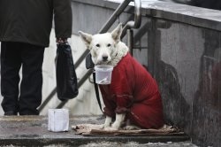 Cerea să beți animale este interzisă