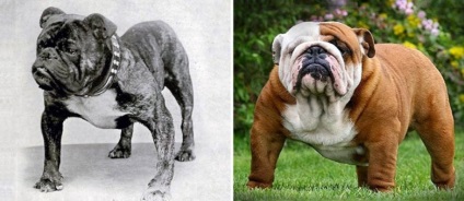 Rase de câini care s-au schimbat foarte mult în 100 de ani