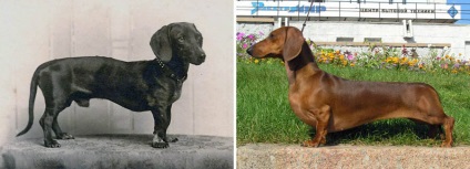 Породи собак, які за 100 років змінилися до невпізнання - розважальний портал sivator