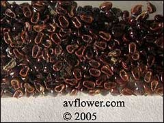 Semănarea semințelor de cactuși și suculenți