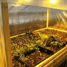 Посів насіння сукулентів - raritet-plants, raritet-plants