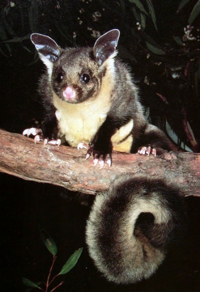 Possums (видове, навици и начин на живот)