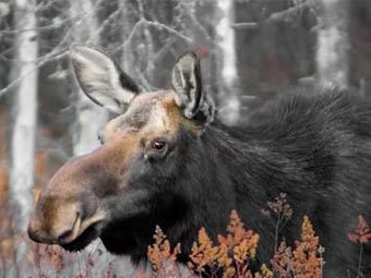 Lost elk continuă să meargă pe teritoriul Clinicii Semashko