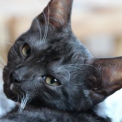 Pisici credincioase și credincioase, cele mai renumite - totul despre pisici și pisici cu dragoste