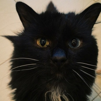 Прекрасний чорний кіт шукає будинок