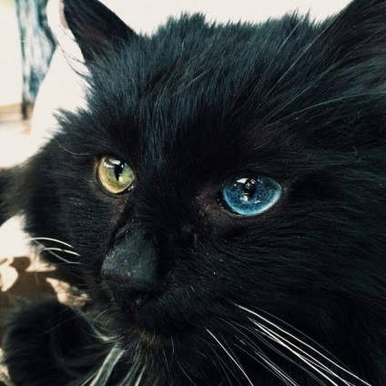 Прекрасний чорний кіт шукає будинок