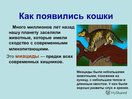 Prezentare pe tema mkou Ustyuzhaninskaya sosh koshka - un prieten al unui om a efectuat un student de clasa a doua datorie