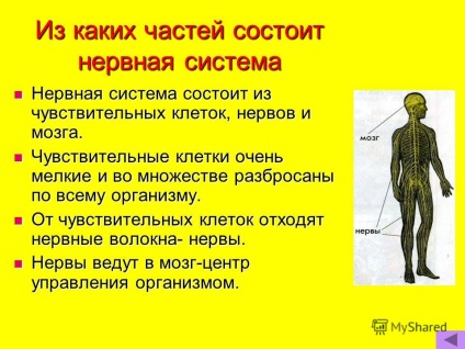 Презентація на тему чому наш організм працює злагоджено урок по курсу - навколишній світ