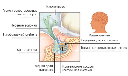 Причини і прояви гіпофункції гіпофіза