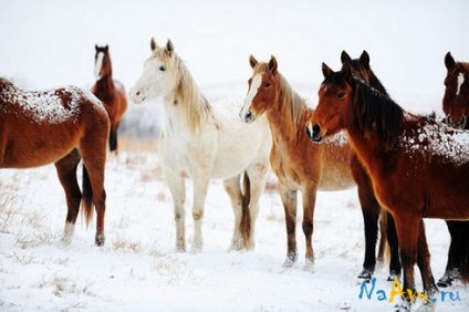 Animale amuzante pe Ava gratuit (20photo), imagini pe avu în contact din spate