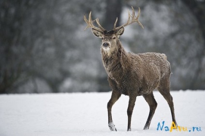 Animale amuzante pe ava gratuit (20photo), imagini pe avu în contact din spate