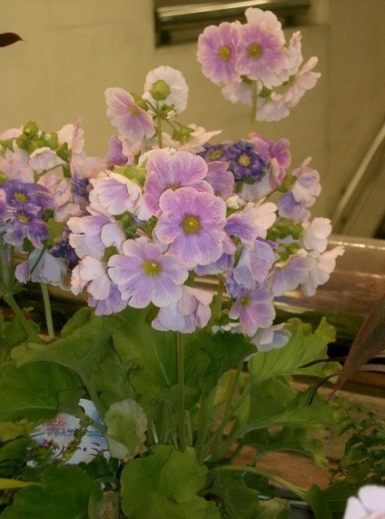 Primula obkonika