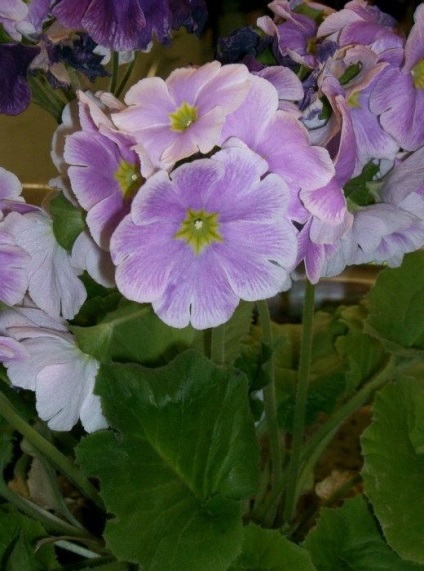 Primula primrose