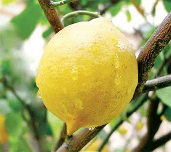 Щеплення лимона - обов'язкова вона Кам'янське (дніпродзержинськ)