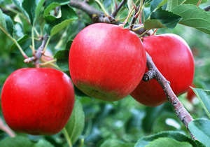 Щеплення яблуні навесні на кору, на пень і містком, з правильним расщепом (фото і відео)