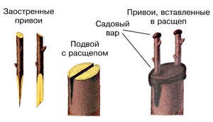 Щеплення яблуні навесні на кору, на пень і містком, з правильним расщепом (фото і відео)