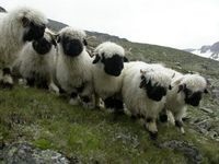 De vânzare ovine pitic - Wessan sau Breton cel mai miniatural rasa de oi interne pentru a cumpara in
