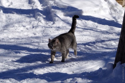 Mergeți la voleul cu două capete de Taganka