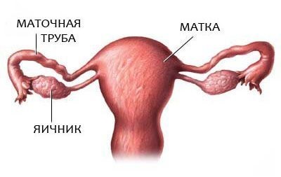 Прохідність маткових труб - блог моя бетешка