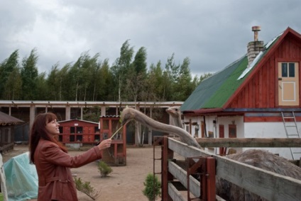 Curte de păsări în Pskov