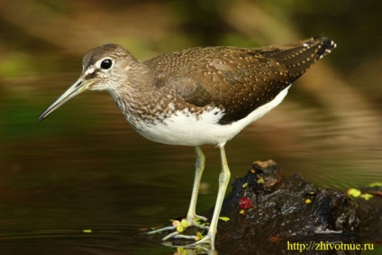 Birds waders - padure de padure - poze cu păsări