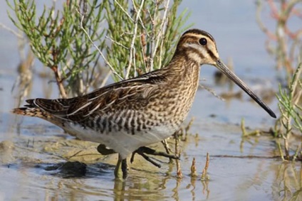 Madarak parti madarak - Sandpipers erdő - fotók gázlómadár madarak