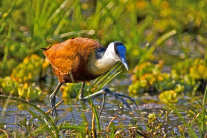 Birds waders - padure de padure - poze cu păsări