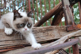 Cinci pisici care au câștigat pe instagram lor, salut, blogger cele mai interesante runet blog-uri