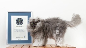 Cinci pisici care au câștigat pe instagram lor, salut, blogger cele mai interesante runet blog-uri