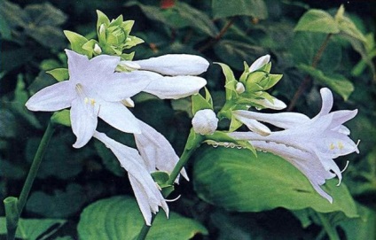 Plante gazdă - plantare, îngrijire, fotografie