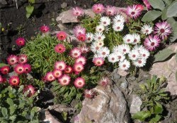Рослини для альпійської гірки